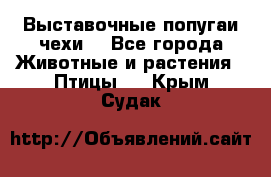 Выставочные попугаи чехи  - Все города Животные и растения » Птицы   . Крым,Судак